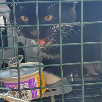 Domestic Medium Hair Cats Available for Adoption - Levi | PetCurious