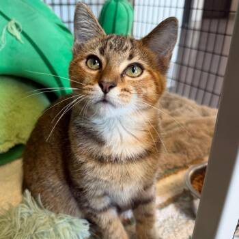 Ginger -  Domestic Short Hair Cat for Adoption in Edwardsville, Illinois - Ginger | PetCurious