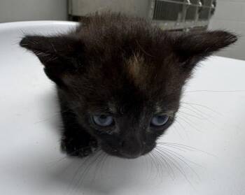 Pen 3 Reba -  Domestic Short Hair Cat for Adoption in Lawrenceville, Georgia - Pen 3 Reba | PetCurious