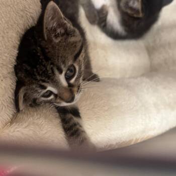 Athena -  Domestic Short Hair Cat Available for Adoption in Starkville, Mississippi - Athena | PetCurious