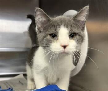 Domestic Short Hair Cats Available for Adoption in Aurora, Illinois - STITCH | PetCurious