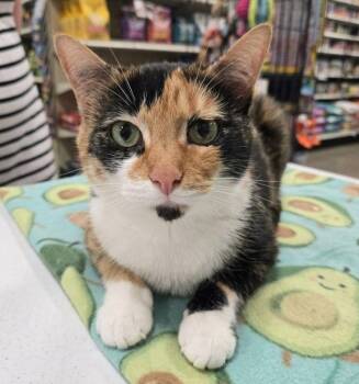 Calico and Domestic Short Hair Cats Available for Adoption - Pumpkin | PetCurious