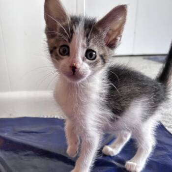 Domestic Short Hair Cats Available for Adoption in Springfield, Illinois - Cowboy | PetCurious