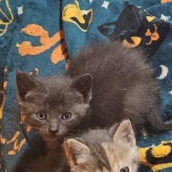 Seasmoke -  Domestic Short Hair Cat for Adoption in Monroe, Michigan - Seasmoke | PetCurious