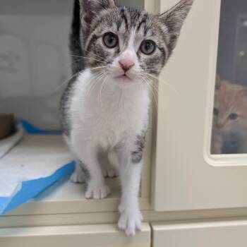 Heron -  Domestic Short Hair Cat for Adoption in Sunnyvale, California - Heron | PetCurious