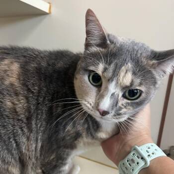 Fanny -  Domestic Short Hair Cat for Adoption in Idaho Falls, Idaho - Fanny | PetCurious