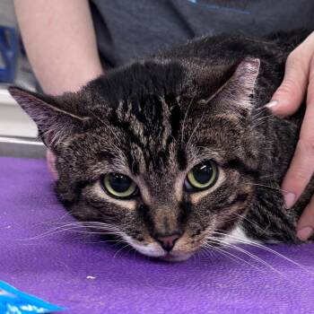 Boots -  Domestic Short Hair and Mixed Breed Cat for Adoption in Indianapolis, Indiana - Boots | PetCurious