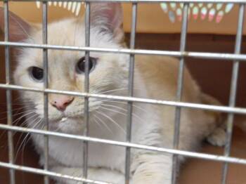 Domestic Medium Hair and Domestic Short Hair Cats Available for Adoption in Omaha, Nebraska - FIONA | PetCurious