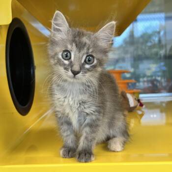 Lucha -  Domestic Medium Hair Cat for Adoption in Abilene, Texas - Lucha | PetCurious