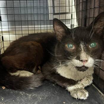 Ser Criston Cole -  Domestic Short Hair Cat for Adoption in Pasadena, California - Ser Criston Cole | PetCurious