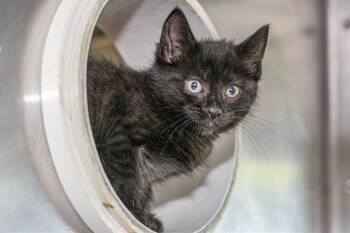 Domestic Short Hair Cats Available for Adoption in Charlotte, North Carolina - A1262573 | PetCurious