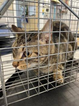 Domestic Short Hair Cats Available for Adoption - A134853 | PetCurious