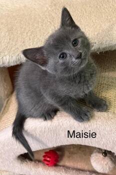 Maisie -  Domestic Short Hair Cat for Adoption in Dorr, Michigan - Maisie | PetCurious