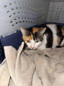 Domestic Short Hair Cats Available for Adoption in Belton, Texas - Raja** | PetCurious