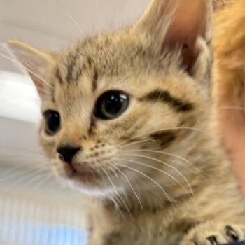 Domestic Short Hair Cats Available for Adoption in Greensboro, Georgia - Faith | PetCurious