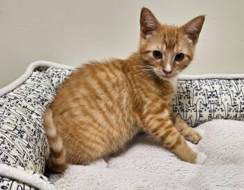 Foghorn -  Domestic Short Hair Cat for Adoption in Fremont, Ohio - Foghorn | PetCurious