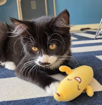 Ravi -  Domestic Medium Hair Cat for Adoption in Syracuse, New York - Ravi | PetCurious
