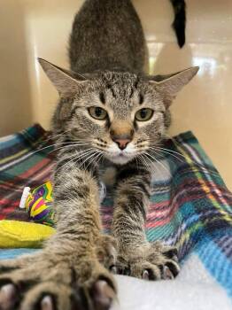 Domestic Short Hair Cats Available for Adoption in Stillwater, Oklahoma - Mila | PetCurious