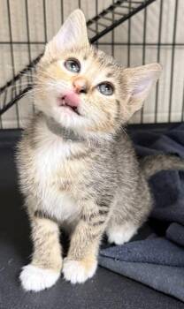 Lori -  Domestic Short Hair Cat for Adoption in Wilkesboro, North Carolina - Lori | PetCurious