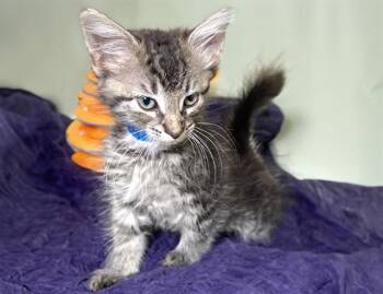 ROOK -  Domestic Long Hair Cat for Adoption in Fort Lauderdale, Florida - ROOK | PetCurious