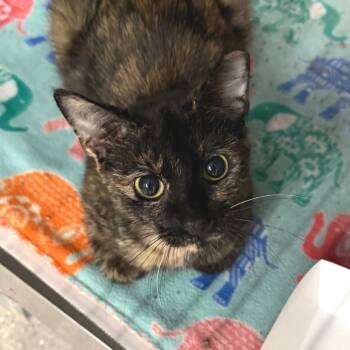 Louise Walker -  Domestic Short Hair Cat for Adoption in Belleville, Illinois - Louise Walker | PetCurious