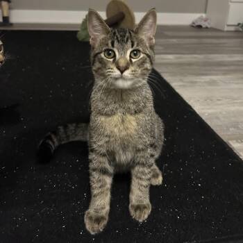 Rescue Domestic Short Hair Cats for Adoption in Byron Center, Michigan - George | PetCurious