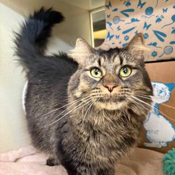 Hailey -  Domestic Long Hair Cat Available for Adoption in West Olive, Michigan - Hailey | PetCurious