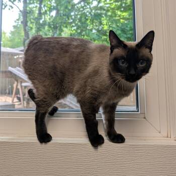 Josi -  Domestic Short Hair Cat Available for Adoption in Puslinch, Ontario - Josi | PetCurious