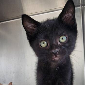 Rescue Domestic Short Hair Cats for Adoption in Fort Smith, Arkansas - Hades (25-6275) | PetCurious