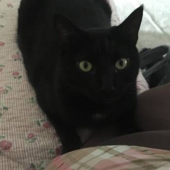 Rescue Domestic Short Hair Cats for Adoption in Chehalis, Washington - JP | PetCurious