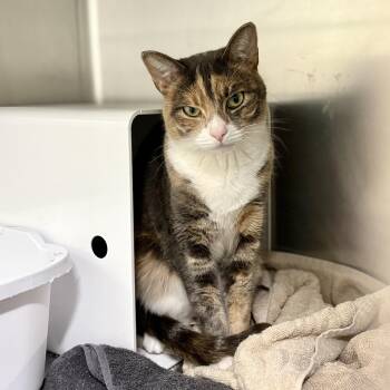 Rescue Tortoiseshell and Domestic Short Hair Cats for Adoption in Briarcliff Manor, New York - Maira | PetCurious