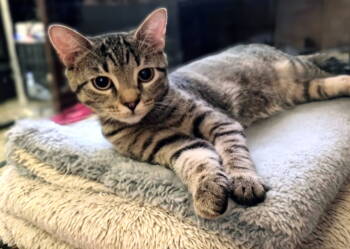 Rescue Domestic Short Hair Cats for Adoption in Philadelphia, Pennsylvania - Juniper | PetCurious