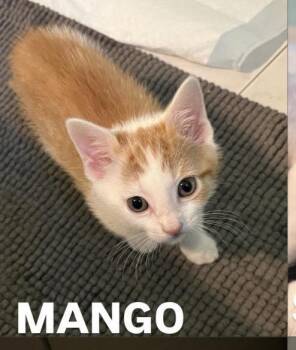 Mango -  Domestic Short Hair Cat Available for Adoption - Mango | PetCurious