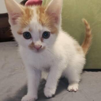 May -  Domestic Short Hair Cat for Adoption in Winston-salem, North Carolina - May | PetCurious