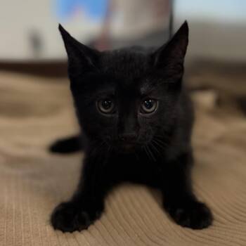 Nyx -  Domestic Short Hair Cat for Adoption in Bullhead City, Arizona - Nyx | PetCurious