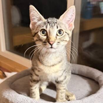 Whitney -  Domestic Short Hair Cat for Adoption in Rowlett, Texas - Whitney | PetCurious