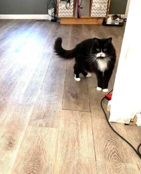 Domestic Long Hair Cats Available for Adoption - Stevie & Carly (courtesy Post) | PetCurious