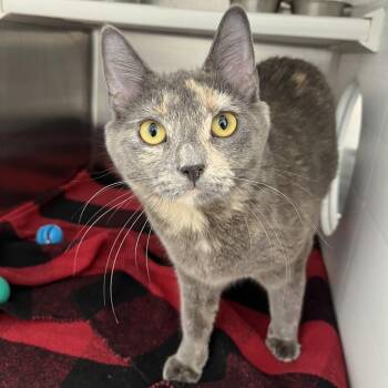 Maki -  Domestic Short Hair Cat Available for Adoption in Clavet, Saskatchewan - Maki | PetCurious