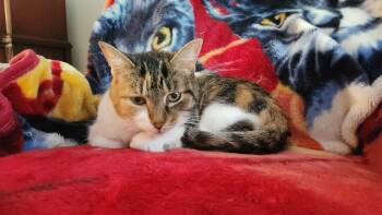 Rescue Calico Cats for Adoption in Roberts Creek, British Columbia - Maggie | PetCurious