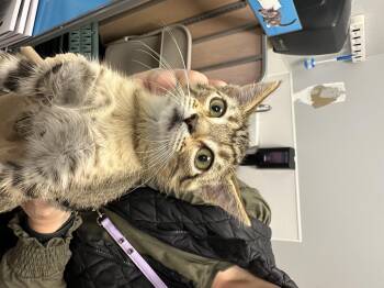 Rescue Domestic Short Hair Cats for Adoption in Auburn, Washington - Camilla | PetCurious