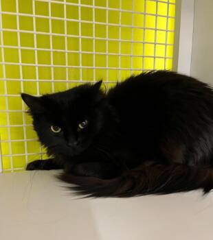 Domestic Long Hair Cats Available for Adoption in Gorham, Maine - Bloom | PetCurious