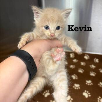 Kevin -  Domestic Short Hair Cat for Adoption in Parkersburg, West Virginia - Kevin | PetCurious
