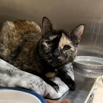 Annabel -  Domestic Short Hair Cat for Adoption in Bedford, New Hampshire - Annabel | PetCurious