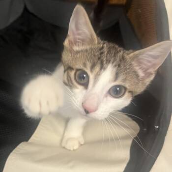 Tiny -  Domestic Short Hair Cat for Adoption in Weehawken Township, New Jersey - Tiny | PetCurious