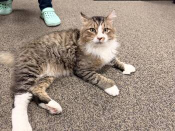 AnTOEnio -  Domestic Long Hair Cat for Adoption in Batesville, Arkansas - AnTOEnio | PetCurious