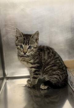 Pop -  Domestic Short Hair Cat for Adoption in Santa Rosa, California - Pop | PetCurious