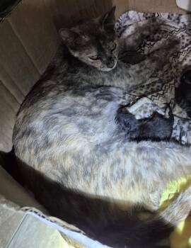 LILY -  Domestic Short Hair Cat Available for Adoption in San Antonio, Texas - LILY | PetCurious