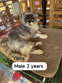 Rescue Himalayan Cats for Adoption in Brampton, Ontario - Yanis | PetCurious