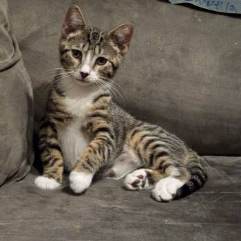 MATEO -  Tabby Cat for Adoption - MATEO | PetCurious