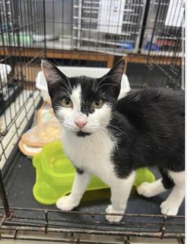 Rescue Domestic Short Hair Cats for Adoption in Columbia, South Carolina - Mosaic | PetCurious